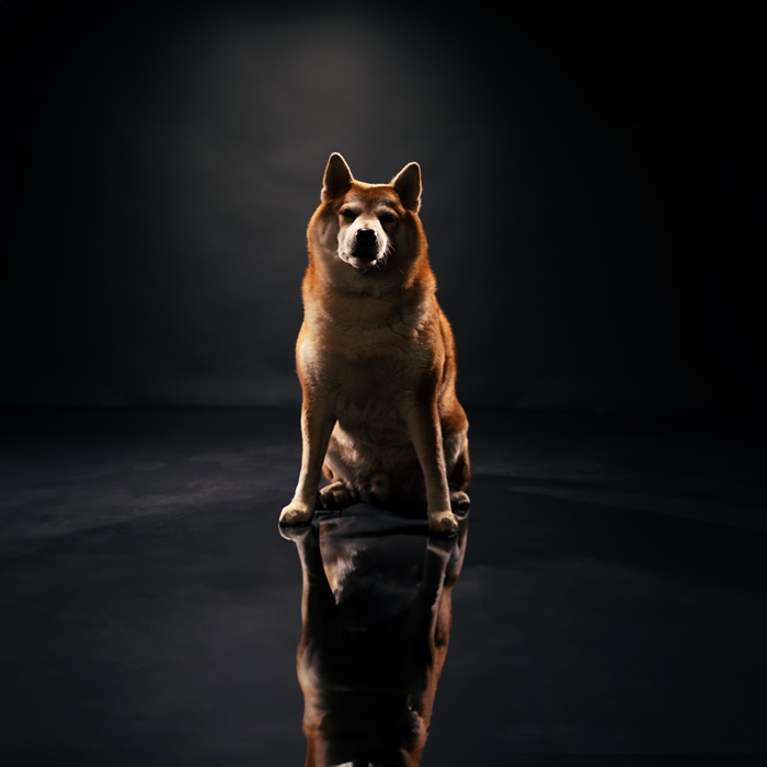 Aron der shiba inu im Studio